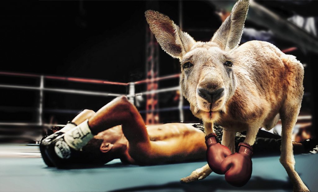 Kangaroo boxing champion : website development agency is better than online saas web builder 