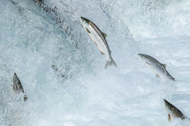 Salmon swimming upstream in a rapid
