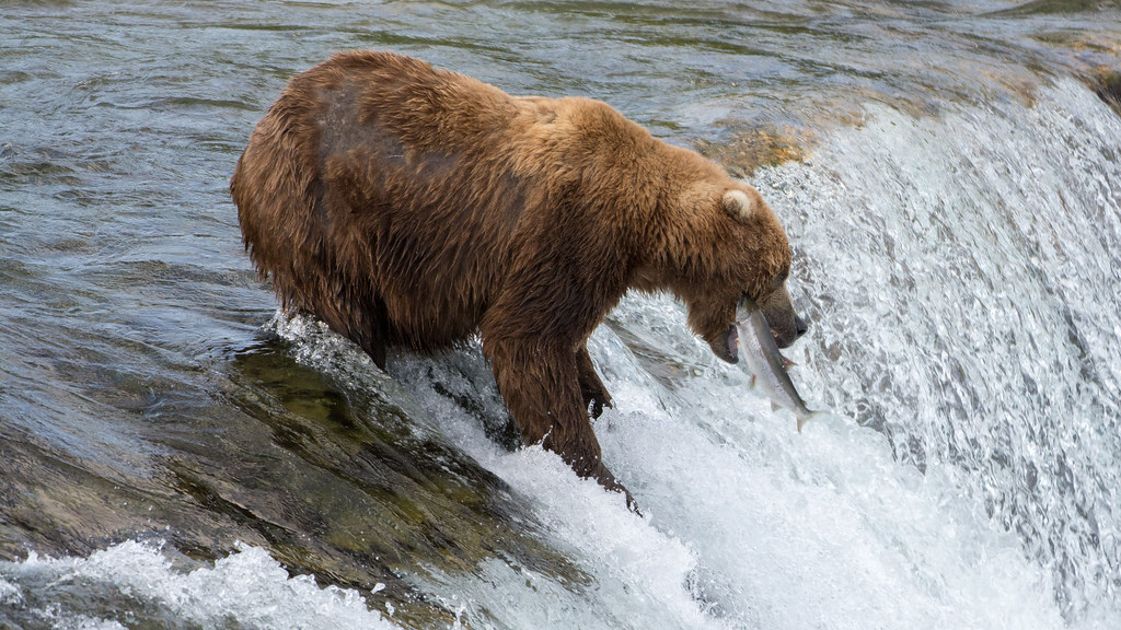 Brown Bear catching Salmon by Christoph Strässler